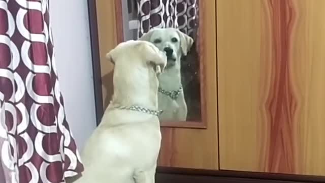 Funny animals prank videos funny dog see this