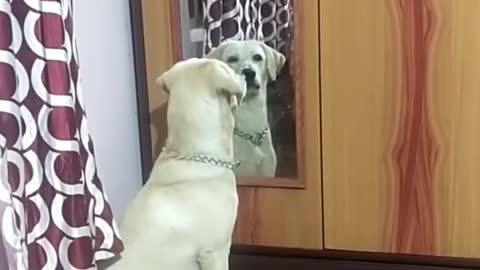 Funny animals prank videos funny dog see this