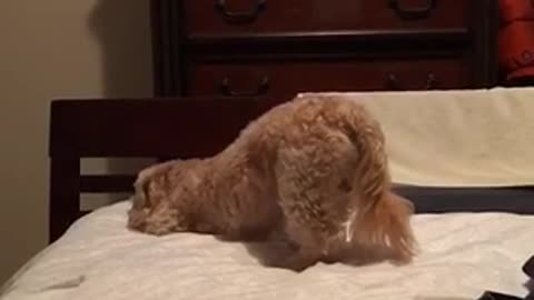 Golden dog lays on bed with bottom in the air