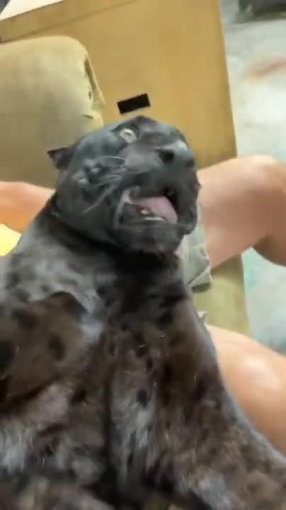 The Moments that prove DOG is CUTEST and CLOSEST friend of Human - You MUST HAVE!