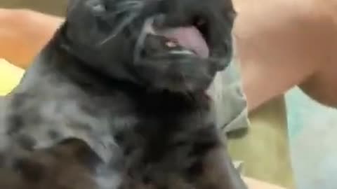 The Moments that prove DOG is CUTEST and CLOSEST friend of Human - You MUST HAVE!