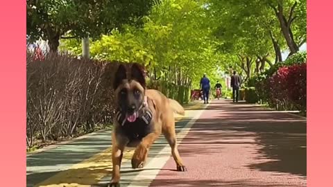 Dog running in morning walking How to dog trend videos