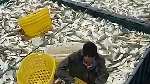 So many big fish