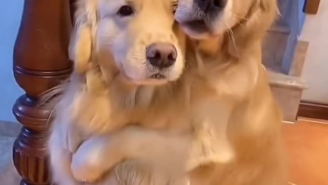 Funny dog hugging each other lovely golden retriever cute little puppies