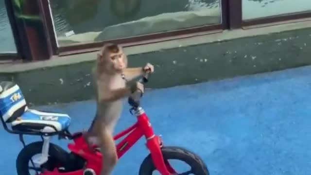 Monkey little baby drive cycle 😀😀😃