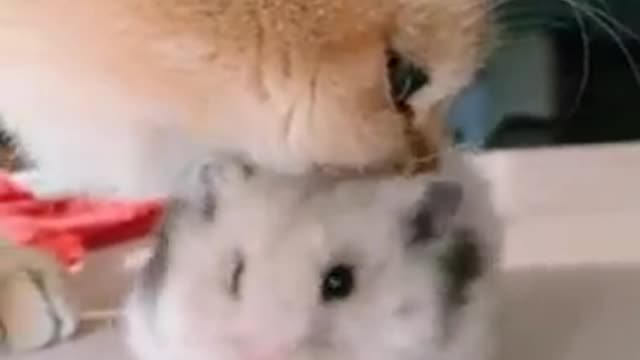 Funny Pet | Funny animals | Pet | Animals | Animal Comedy | Animals Videos