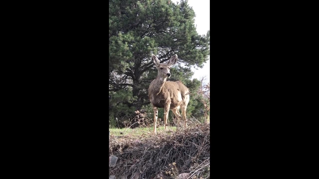 "Amazing Animal Encounters: Unbelievable Wildlife Footage"