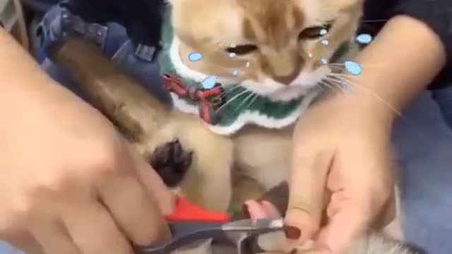 Cut the cat's claws and the cute ending