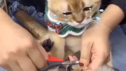 Cut the cat's claws and the cute ending