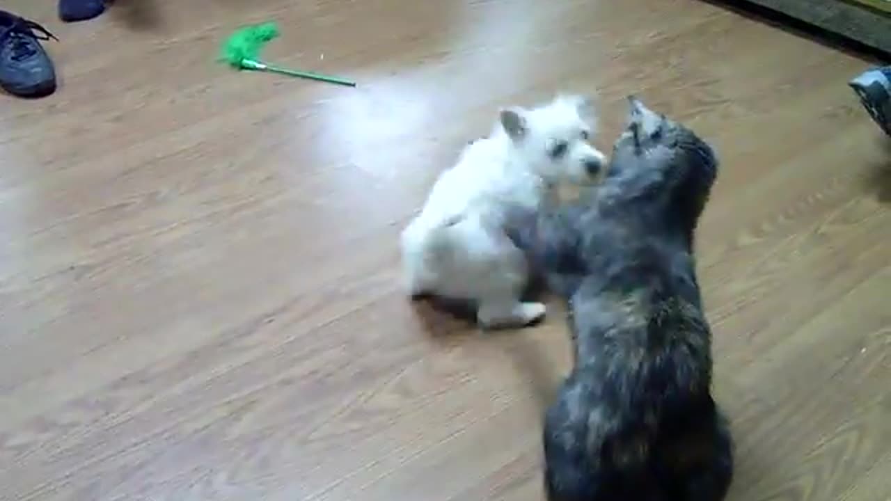 My Westie Puppy Meets Cheetah a Cat