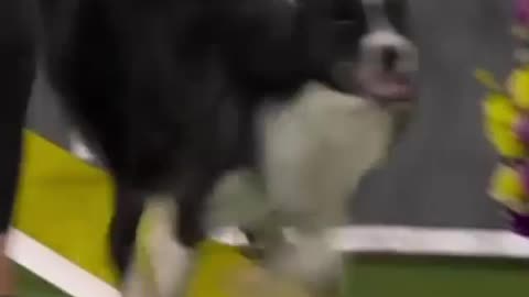 Westminster Dog Show