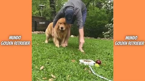 Cachorros engraçados brincando