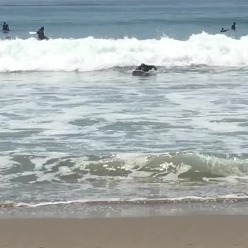 White board surfer wipes out from small wave