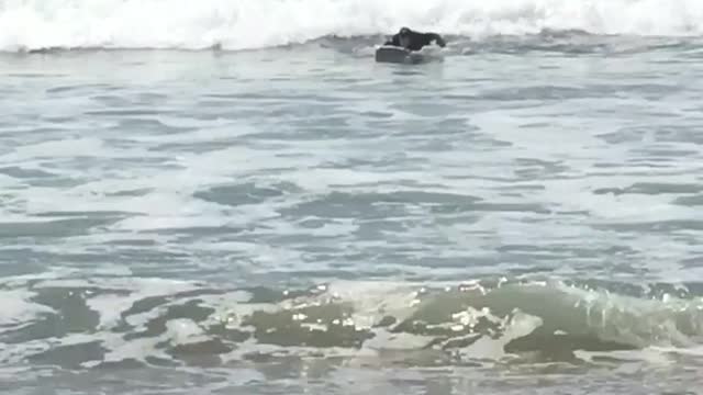 White board surfer wipes out from small wave