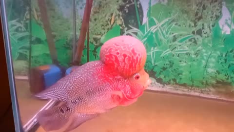 beautiful fish
