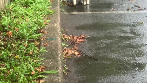 Purrfect Pals in the Parking Lot