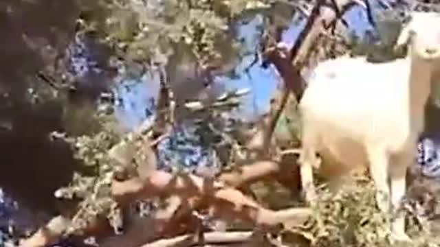 Animals that climb trees