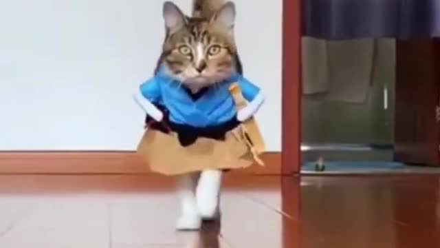 Cat fashion Cute cats catwalk. Fashionalbe pets in action video. Animal