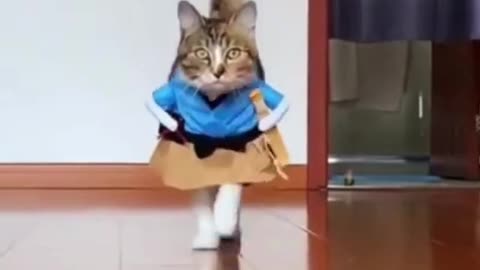 Cat fashion Cute cats catwalk. Fashionalbe pets in action video. Animal