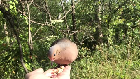 Hand-Feeding Birds in Slow Motion - The Mourning Dove.