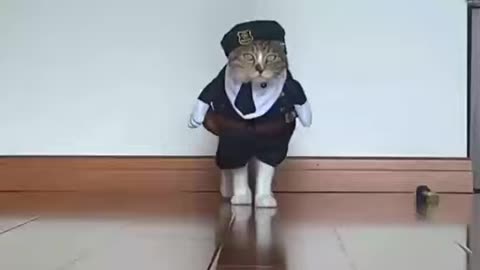 cutest cat just see and enjoy