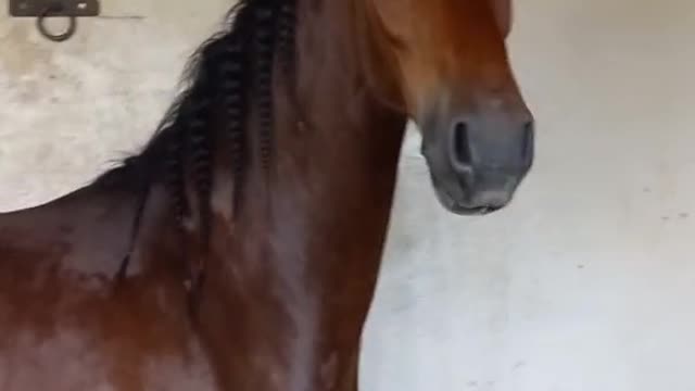 Horses video-funny big horses video