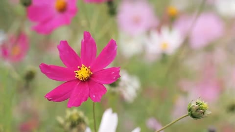 The beautiful sea of flowers brings you good mood