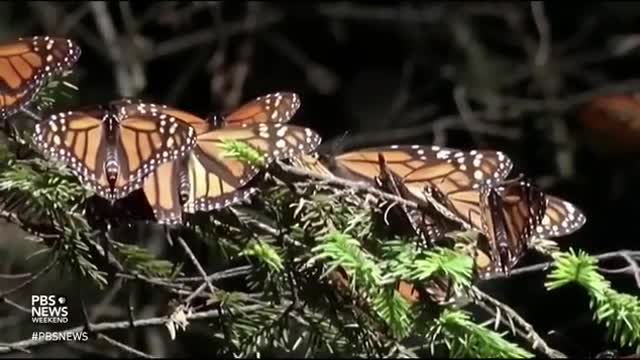 Monarch butterfly declared endangered amid declining numbers