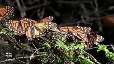 Monarch butterfly declared endangered amid declining numbers