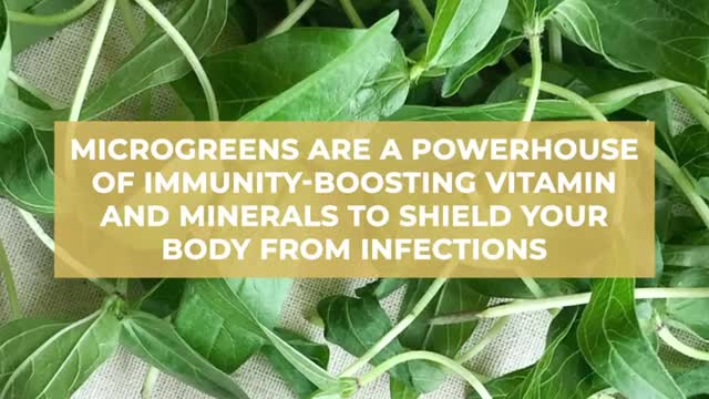 Boost Immunity With Microgreens