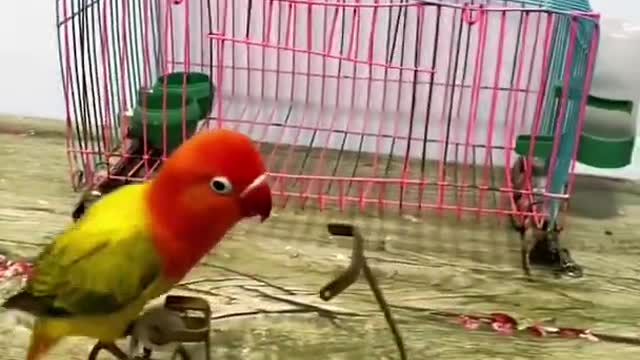 This Parrot is TOO SMART - MUST WATCH!