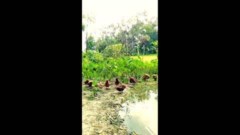 Ducks are taking care of their body