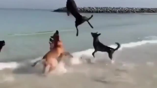 Dogs enjoying life in the beach/playing baloon