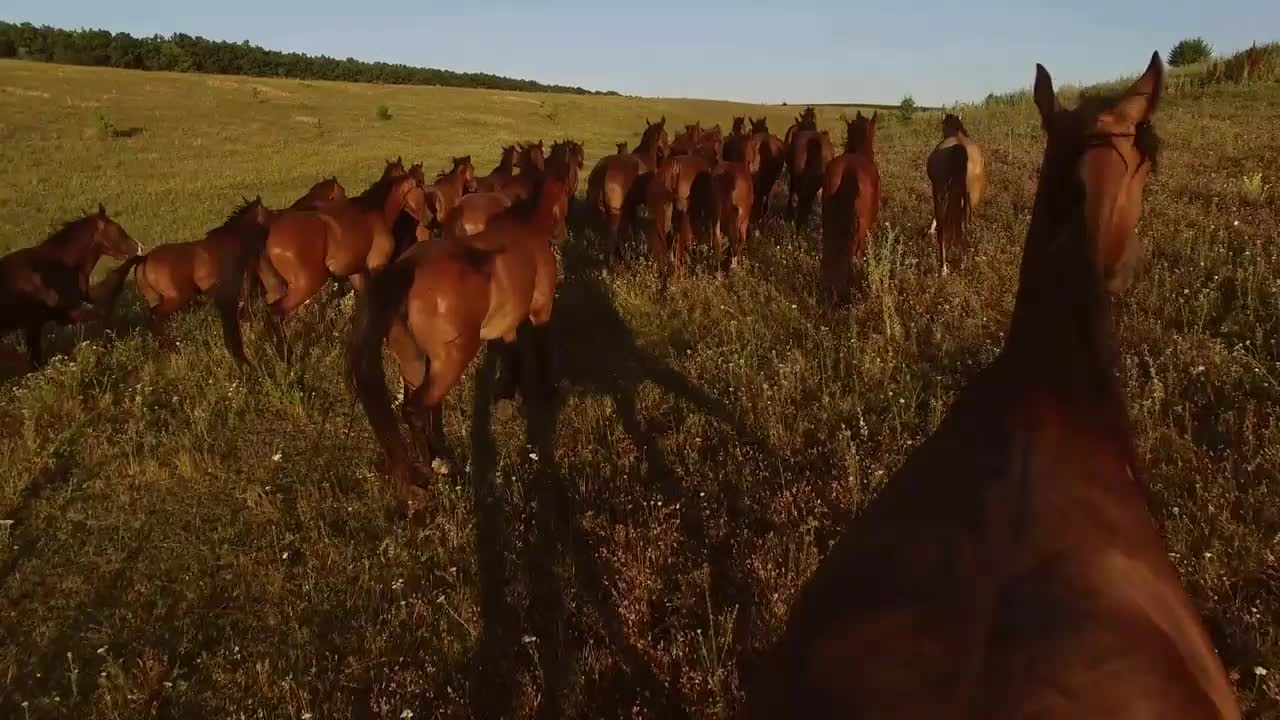 Herd of brown horses. Blue sky over horizon. Love to freedom. Feel no boundaries