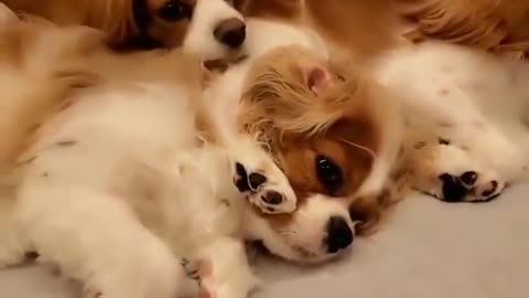 cute dog with his brother