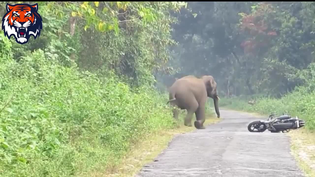 funny / animal attack on camera!