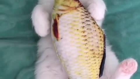 Cute cat playing with fish