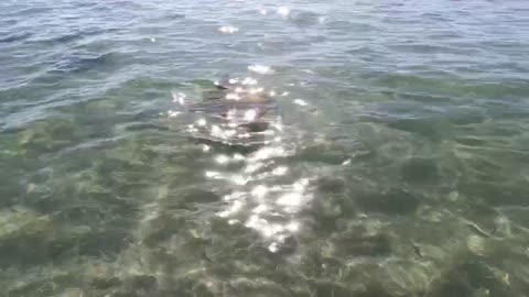 Boating out to Stump Pass Beach Park watching 100’s of Stingrays