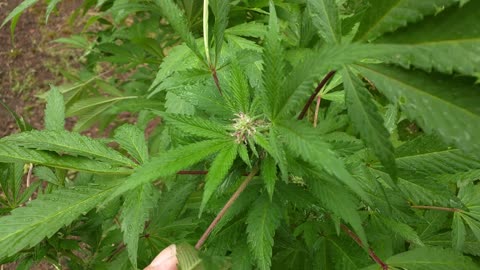Lil nuggie