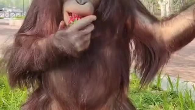 orangutans