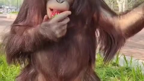 orangutans