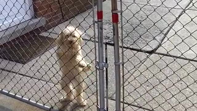 White dog grey gate happy to see woman