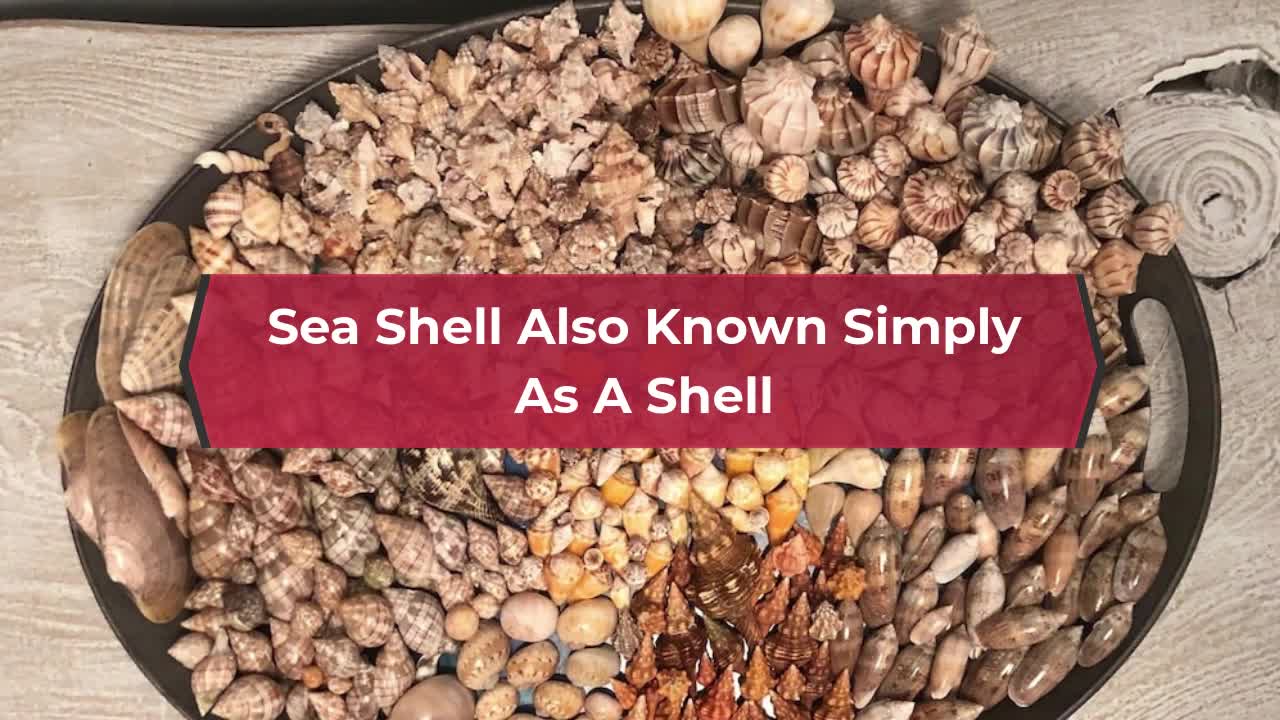 What Are Sea Shells
