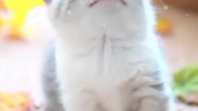 Little kitten and a flower
