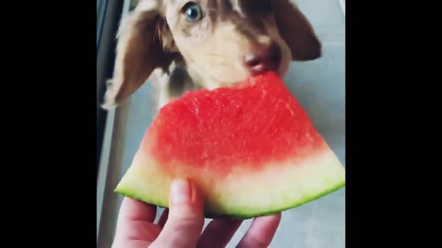 Cute dog eating enjoy 🤣🤤😅