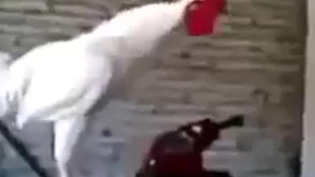 Funny videos