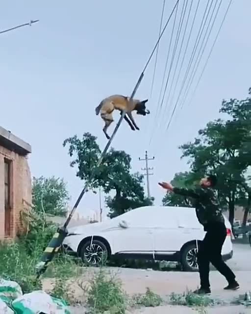 Amazing dog | training skills