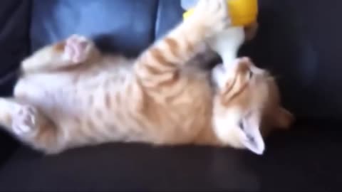 Animals that can cheer