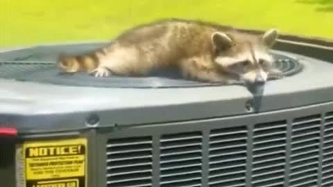 Baby Raccoon Trys to Cool Off