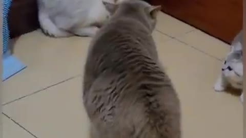 Cat is funny 🐈🐈🐈🐈🐈#catvideo